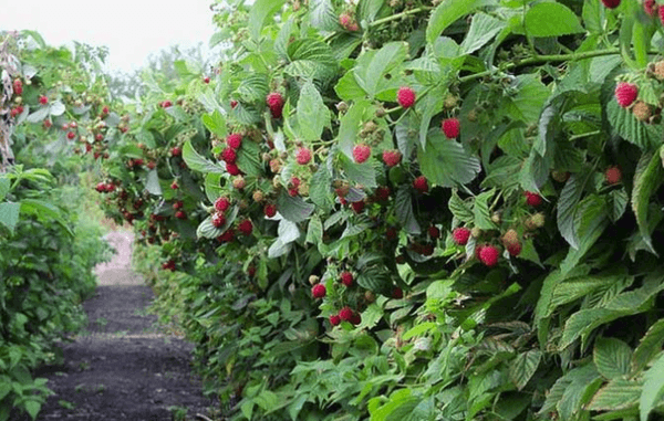 raspberry bushes