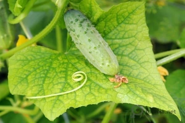 cogombres d'hivernacle