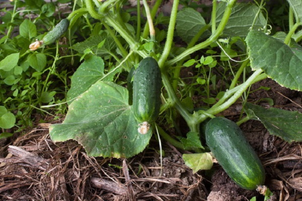 segona alimentació 