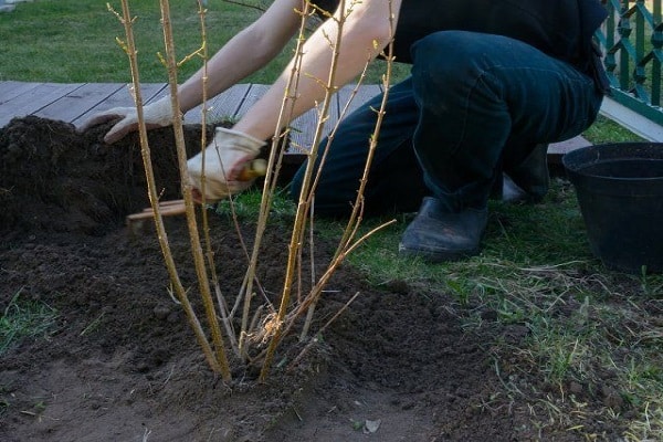 buisson planté 