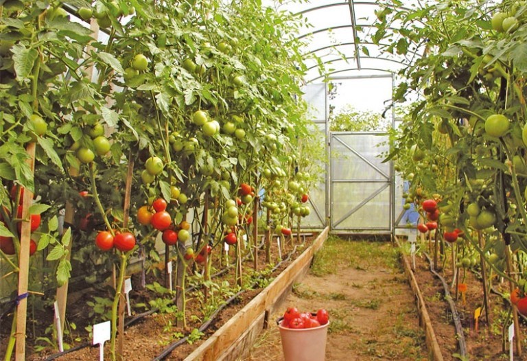 tomatoes in a greenhouse