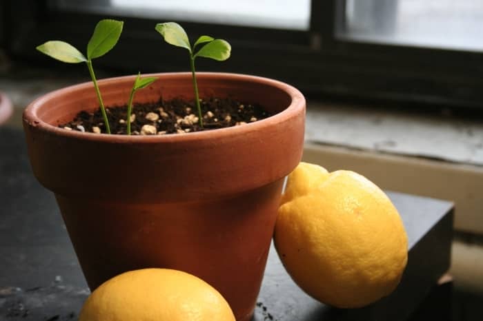 lemon propagation