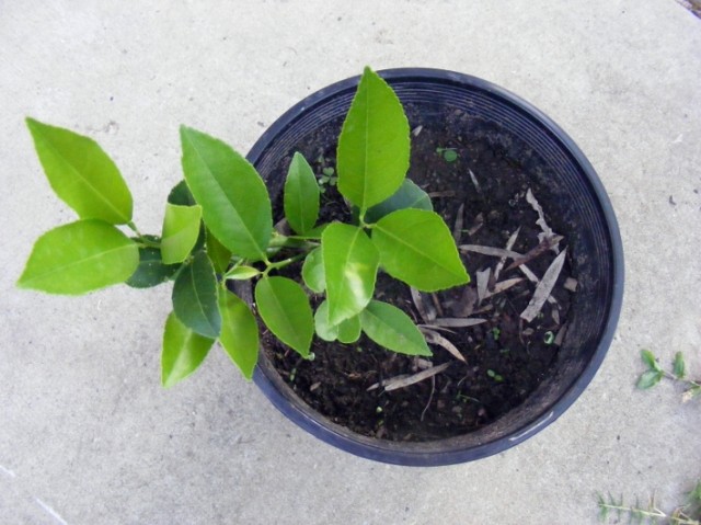 lemon propagation