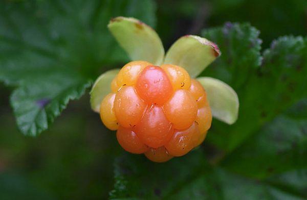 hinog na cloudberry