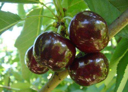 Leningrad cherry