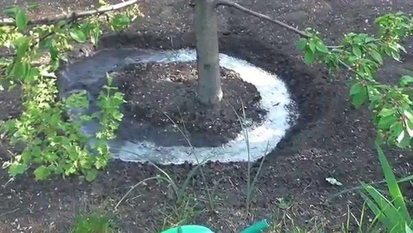 watering a tree