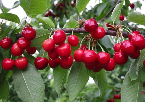 cerezas maduras