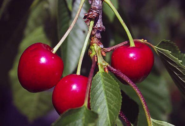 Beeren auf einem Zweig