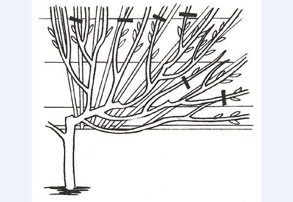 Cherry pruning