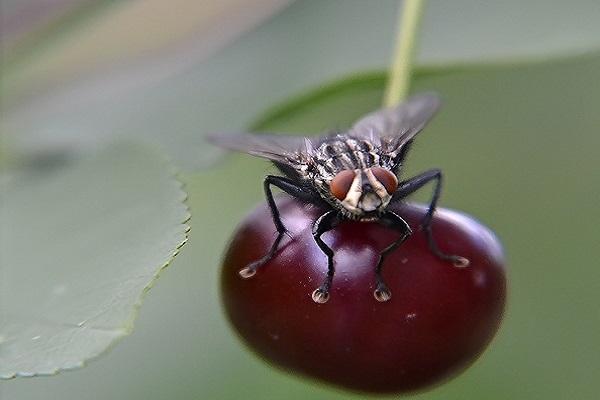 langaw ng cherry