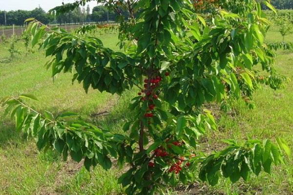 kleiner Baum 