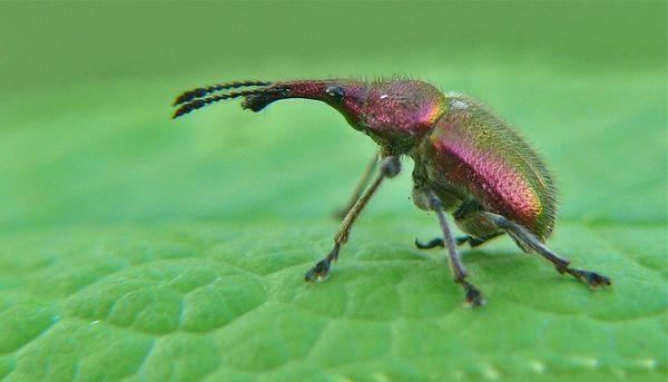  cherry weevil