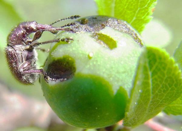 weevil on cherry