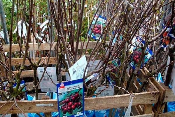 tree seedlings 