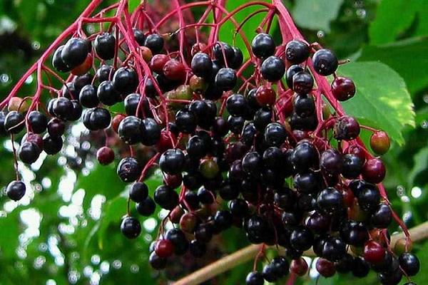 black elderberry 