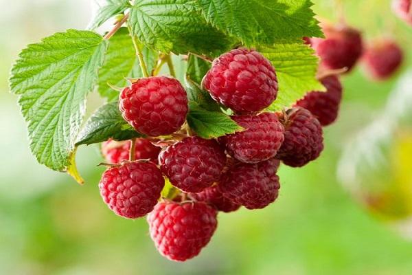 Descripción y características de la variedad de cereza Daibera, plantación y cuidados.