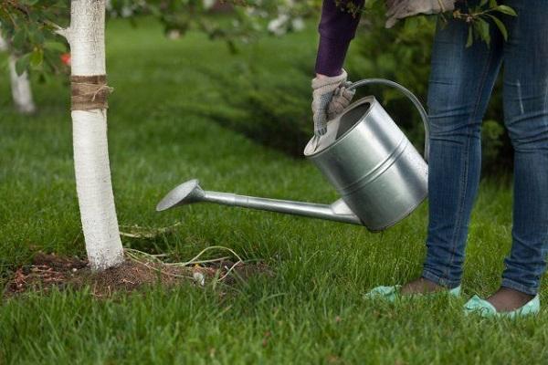 watering from a watering can 