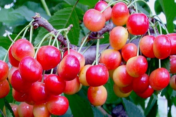 die Beeren werden rot 