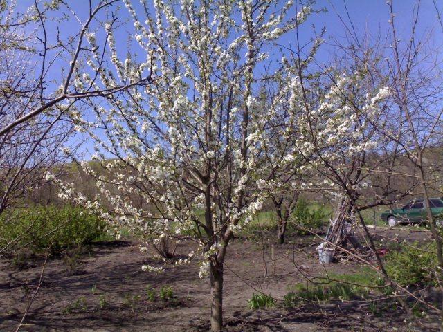 Cereza francesa Joseph