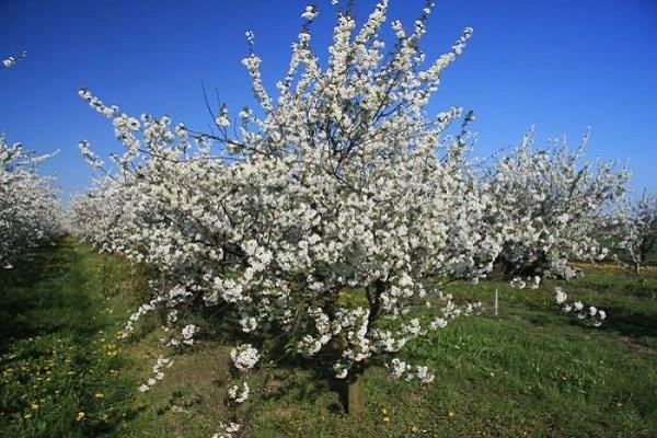 ανθισμένο δέντρο 