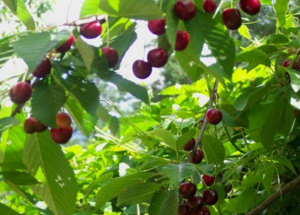 tree with fruits