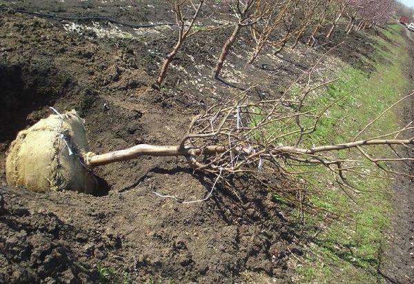 planting cherries