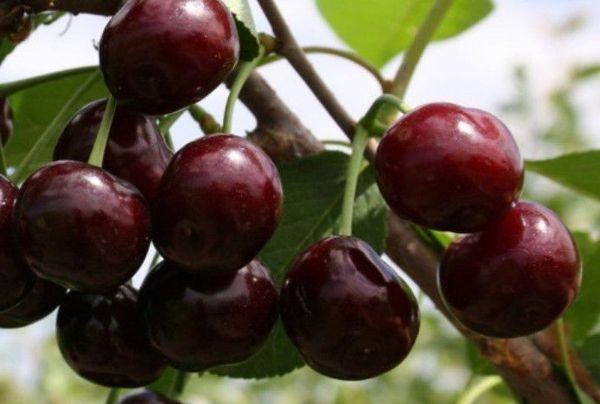 ripe cherry