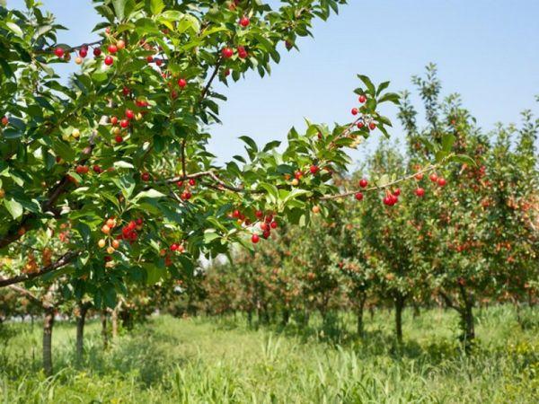 cerezas en crecimiento