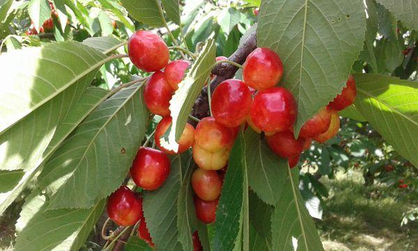 cherry branch