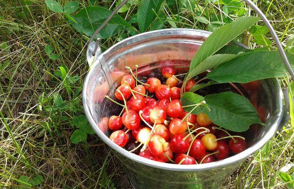 bucket of cherries