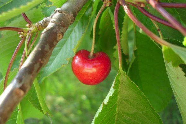 fruta cereza