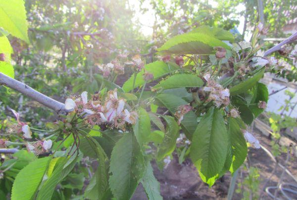 Baum mit Blumen