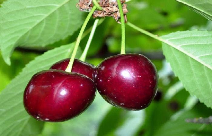 mga prutas ng cherry 