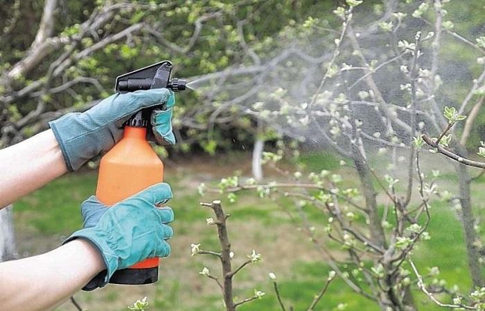 spray for pests 