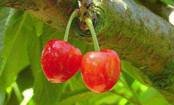 two cherries