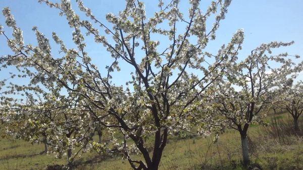 Ciliegio in fiore