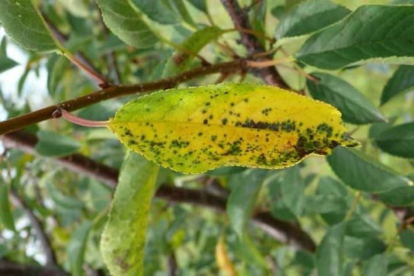 desarrollo del arbol