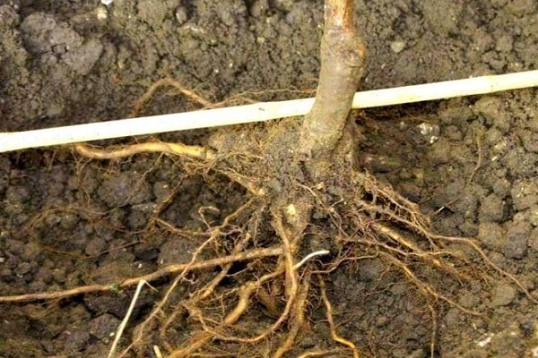kořeny stromů 