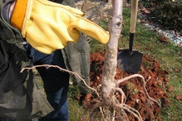 plántula para plantar