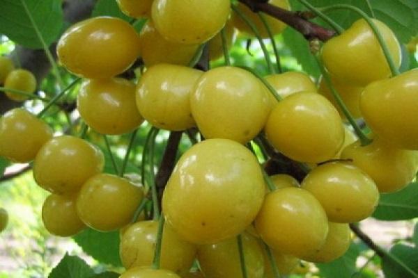 Popis odrůdy třešně Homestead žlutá, výsadba a péče, příprava na zimu
