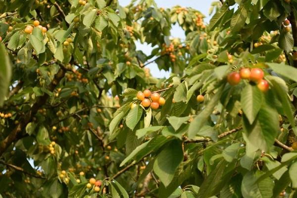 cherry varieties 