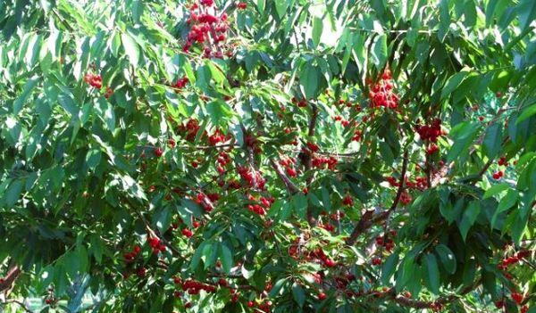 arbre amb fruits