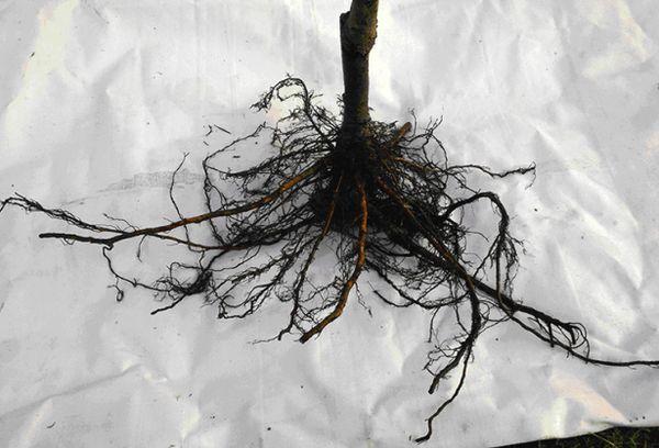 Sapling roots