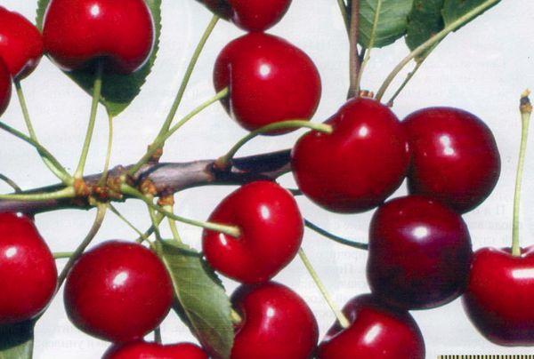 Gedelfin cherry