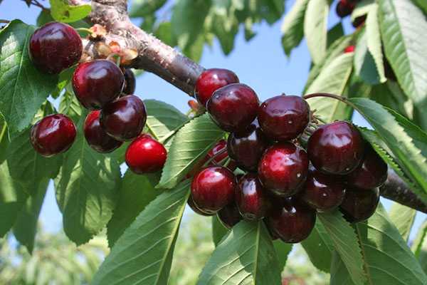 ripe cherries 