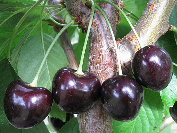 Leningrad cherry