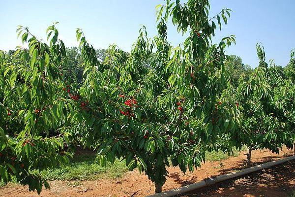 Popis a vlastnosti odrůdy třešně Tyutchevka, výsadba a péče
