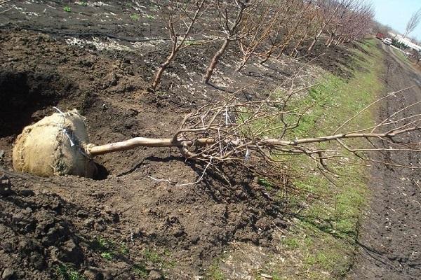 planting cherries