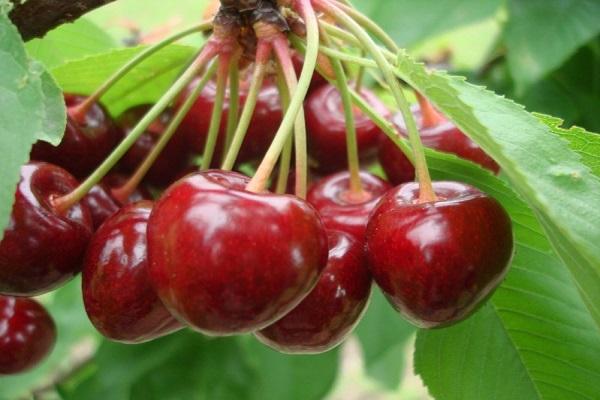 Beschreibung von Beeren