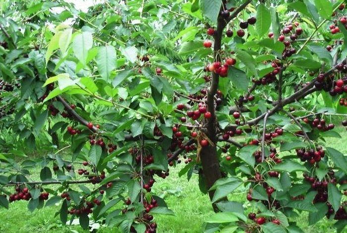 cherry fruiting